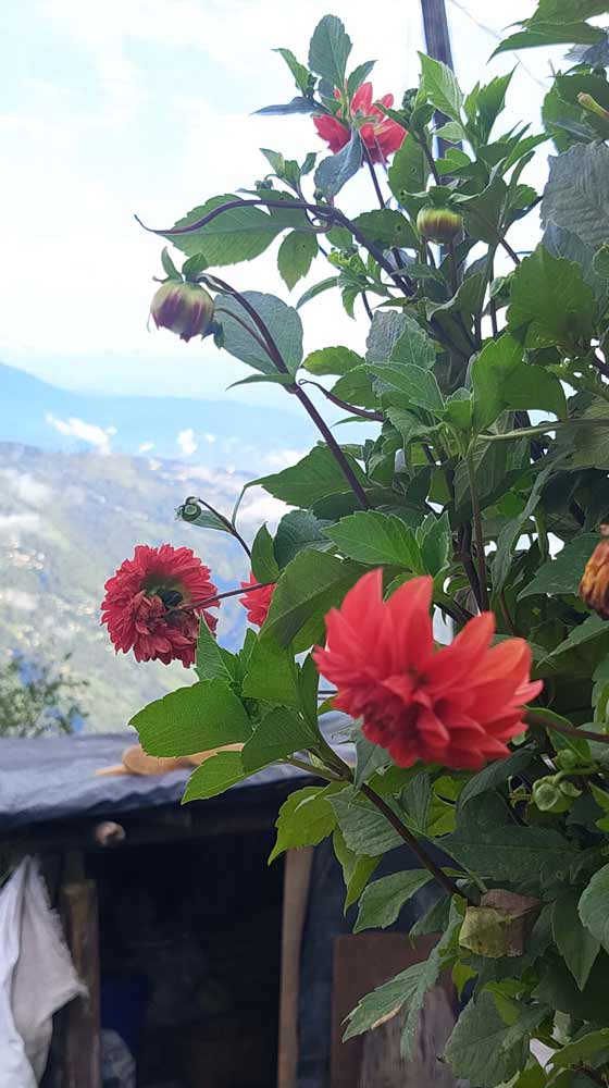 Mountain Flowers